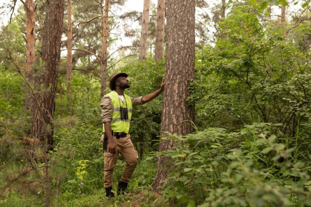 sydney arborist