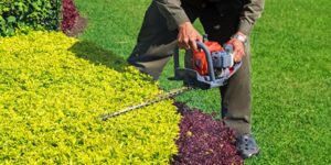 Expert Hedge Trimming Services for Trees in Western Sydney