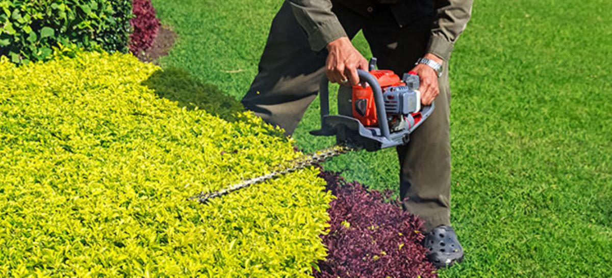 hedge trimming services near me