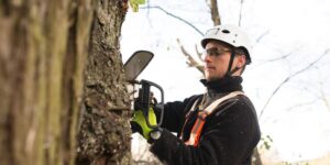 When Sydney Tree Removal Becomes Essential for Safety and Curb Appeal