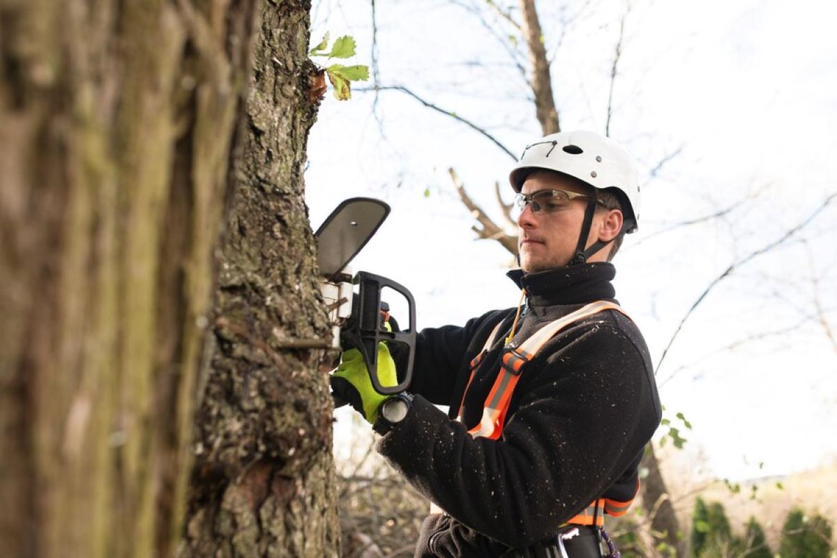 tree removal