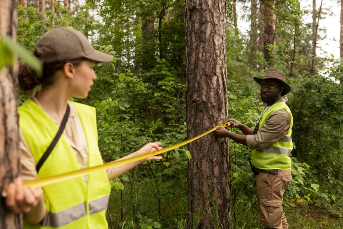 tree removal cost