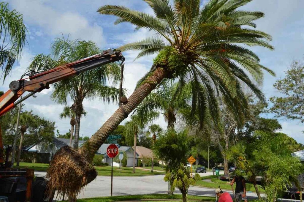 Palm Tree Pruning