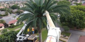 Palm Tree Pruning: When and How Often Should Sydney Homeowners Book?