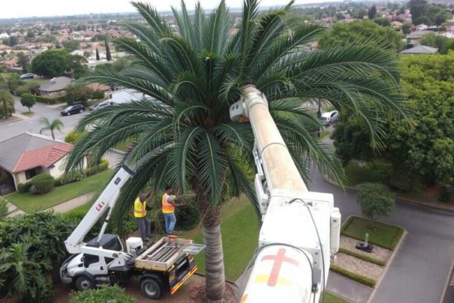 Palm Tree Pruning